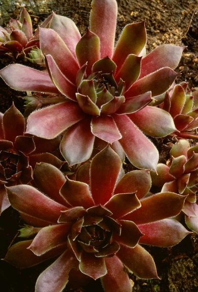 Canada Succulent plant close-up